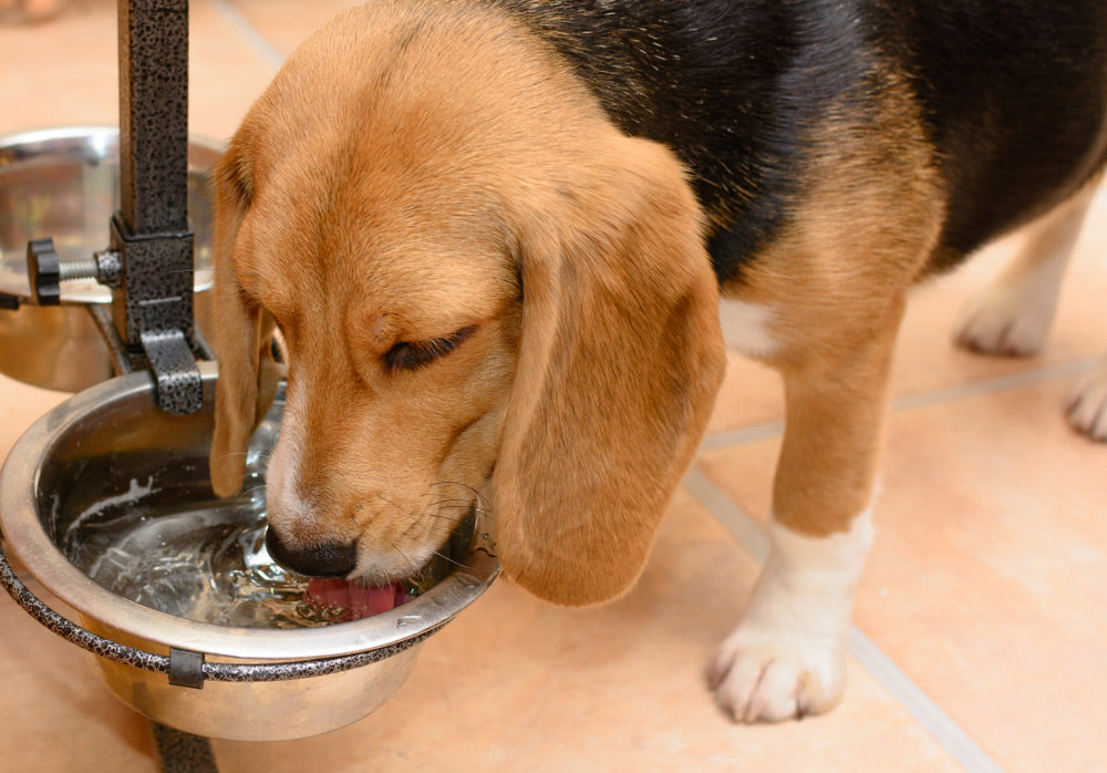 dog-drinking-water-from-elevated-metal-bowl_Soho-A-Studio_Shutterstock.jpg__PID:3a97bf10-c8e5-465f-bd71-124416db4dc3
